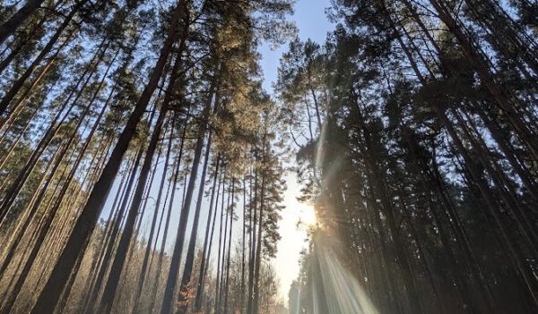 Blick aus der Froschperspektive nach oben in die Baumkronen eines hohen Kiefernwaldes, wobei helles Sonnenlicht mit starken Lichtstrahlen durch die Äste bricht