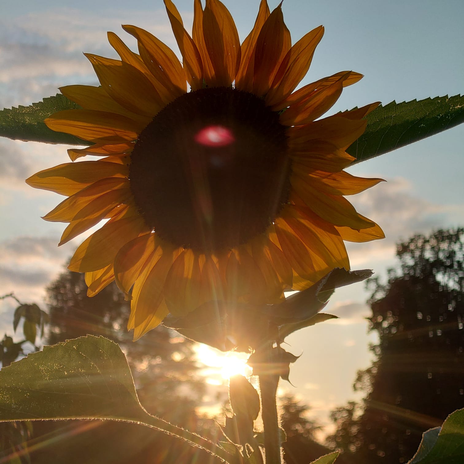 Nahaufnahme einer leuchtend gelben Sonnenblume im Gegenlicht der tiefstehenden Abendsonne, mit sichtbaren Lichtstrahlen (Lens Flare) und einem sanften Wolkenhimmel im Hintergrund