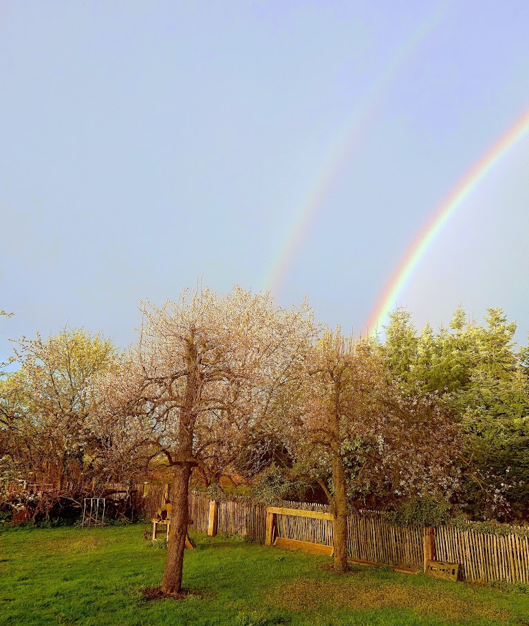 Eine Gartenlandschaft im sanften Abendlicht. Im Vordergrund stehen zwei blühende Obstbäume auf einer grünen Wiese, begrenzt durch einen rustikalen Holzzaun. Über der Szenerie spannen sich zwei deutliche Regenbogen am weiten, hellblauen Himmel auf. Die warmen Strahlen der tiefstehenden Sonne lassen die Blüten und das Gras golden leuchten