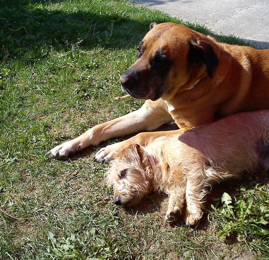 Eine Aufsicht auf zwei Hunde, die nebeneinander auf einer grünen Wiese im warmen Sonnenlicht liegen. Ein großer, hellbrauner Hund mit schwarzer Maske (wie eine Dogge oder ein Bullmastiff-Mischling) liegt im Hintergrund und schaut wachsam nach links. Vor ihm liegt ein kleiner, hellbrauner, rauhaariger Terrier-Mischling, der tief und fest schläft. Beide tragen Halsbänder. Das Gras ist saftig grün, und es fällt ein leichter Schattenwurf auf die Hunde