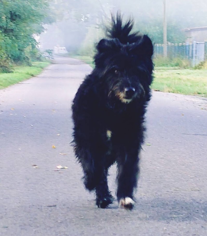 Eine Frontalansicht auf einen wuscheligen, schwarzen Terrier-Mischling, der auf einem asphaltierten Weg galoppiert. Sein struppiges Fell weht leicht im Wind, und die Ohren sind aufmerksam aufgestellt. Das Gesicht des Hundes ist deutlich zu erkennen. Im unscharfen Hintergrund erstreckt sich der Weg zwischen Feldern und Bäumen, und es ist ein leichter Schattenwurf auf dem Boden zu sehen. Die Beleuchtung ist weich und natürlich