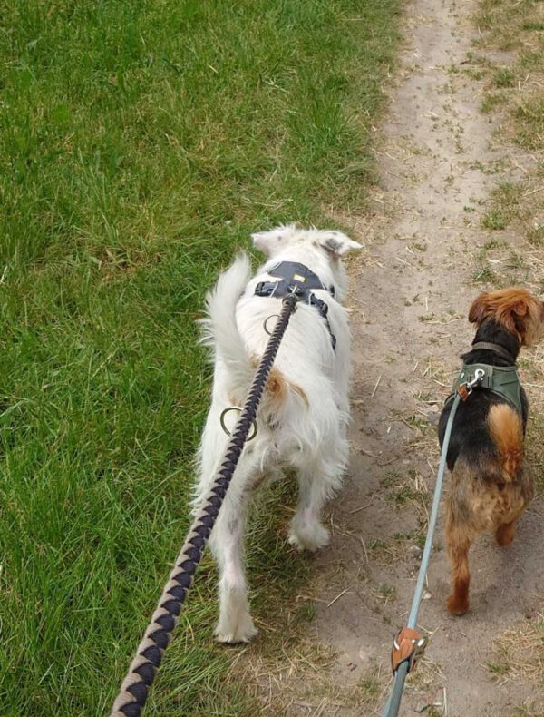 Blick von oben auf zwei angeleinte Hunde, die von hinten zu sehen sind und nebeneinander auf einem unbefestigten Sandweg laufen. Links läuft ein strubbeliger, weißer Hund mit dunklem Geschirr an einer geflochtenen, schwarz-beigen Leine. Rechts läuft ein kleinerer, braun-schwarzer Hund mit grünem Geschirr an einer grauen Leine. Links des Weges befindet sich eine saftig grüne Grasfläche