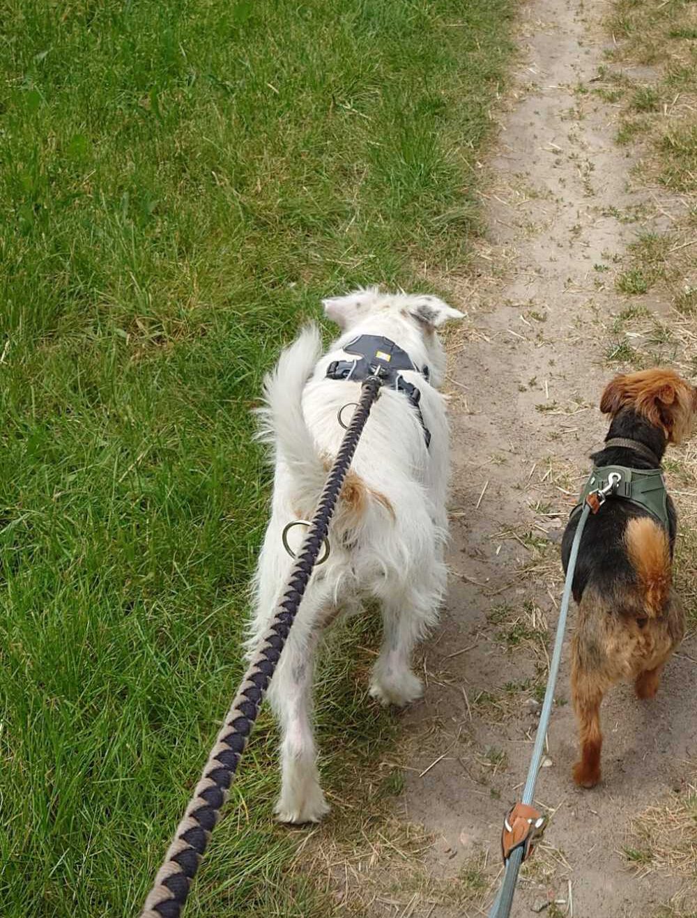 Blick von oben auf zwei angeleinte Hunde, die von hinten zu sehen sind und nebeneinander auf einem unbefestigten Sandweg laufen. Links läuft ein strubbeliger, weißer Hund mit dunklem Geschirr an einer geflochtenen, schwarz-beigen Leine. Rechts läuft ein kleinerer, braun-schwarzer Hund mit grünem Geschirr an einer grauen Leine. Links des Weges befindet sich eine saftig grüne Grasfläche