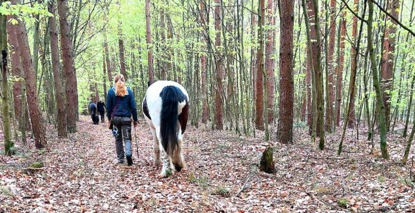 Rückansicht einer Frau mit blondem Zopf, die neben einem schwarz-weiß gescheckten Pferd auf einem Waldweg geht. Der Pfad ist dicht mit braunem Laub bedeckt, während hohe Bäume mit frischem, hellgrünem Laub das Bild rahmen. Weiter vorne auf dem Weg ist eine zweite Person mit einem dunklen Pferd zu sehen.